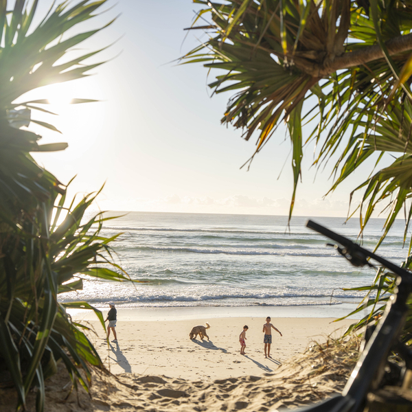 Beach scene with a walkway through the trees